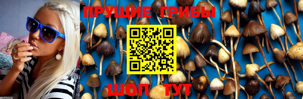 Галлюциногенные грибы GOLDEN TEACHER  Вход с VPN  Дмитров 